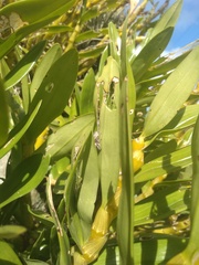 Megafreya sutrix