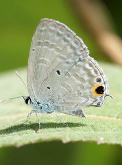 Catochrysops panormus