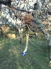 Tillandsia aeranthos