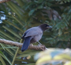 Cyanocorax cyanomelas