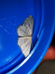 Idaea subsericeata