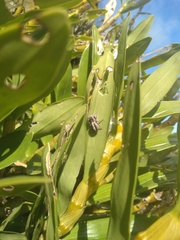 Megafreya sutrix