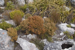 Erica hispidula