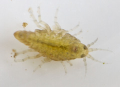 Hyalella