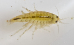 Hyalella