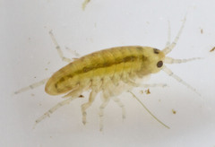 Hyalella