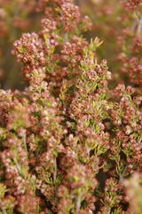 Erica hispidula