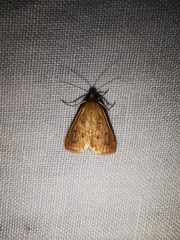 Achyra nudalis