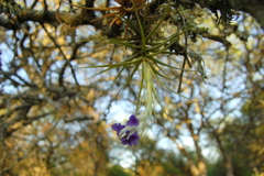 Tillandsia aeranthos