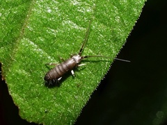 Pogonognathellus longicornis