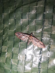 Eupithecia oxycedrata