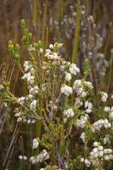 Erica physodes