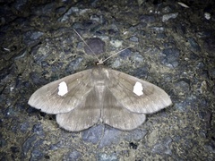 Edessena gentiusalis