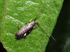 Pogonognathellus longicornis