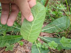 Vernonia acaulis