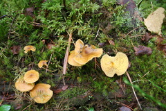 Chrysomphalina chrysophylla