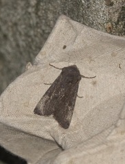 Aporophyla lutulenta