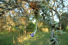 Tillandsia aeranthos