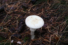 Amanita citrina