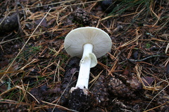 Amanita citrina