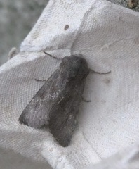 Aporophyla lutulenta