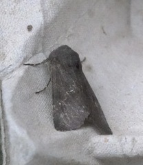 Aporophyla lutulenta
