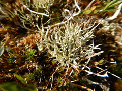 Cladonia uncialis