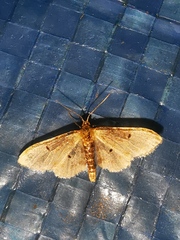 Idaea filicata