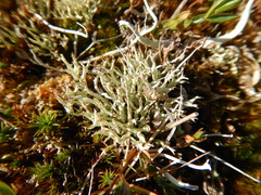 Cladonia uncialis