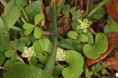 Dichondra carolinensis