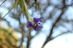 Tillandsia aeranthos