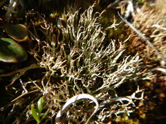 Cladonia uncialis