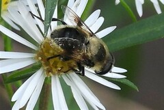 Eristalis anthophorina