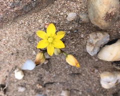 Ornithogalum