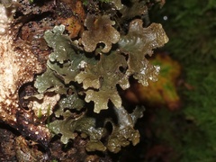 Sticta sylvatica
