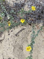 Heterotheca sessiliflora