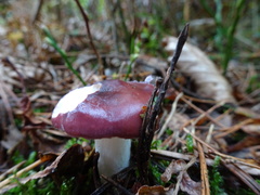 Russula atropurpurea