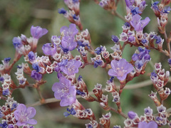 Limonium gmelinii