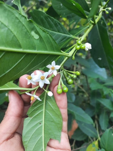Solanum aphyodendron