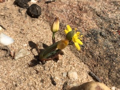 Ornithogalum