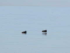 Melanitta stejnegeri