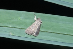 Condica