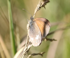 Coenonympha glycerion