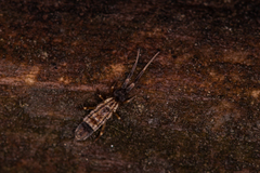 Orchesella flavescens