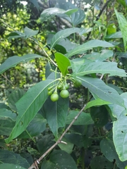 Solanum aphyodendron