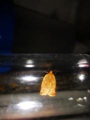 Cacoecimorpha pronubana