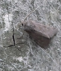 Aporophyla lutulenta