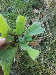 Pistia stratiotes