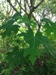 Cnidoscolus megacanthus