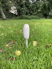Coprinus comatus